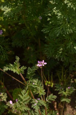 Erodyum cicutarium 'un küçük çiçeğini kapat. Erodyum cicutarium kırmızısı filaree, kırmızı saplı leylek gagası