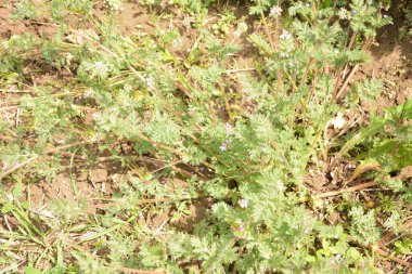 Erodyum cicutarium 'un küçük çiçeğini kapat. Erodyum cicutarium kırmızısı filaree, kırmızı saplı leylek gagası