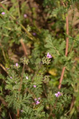 Erodyum cicutarium 'un küçük çiçeğini kapat. Erodyum cicutarium kırmızısı filaree, kırmızı saplı leylek gagası