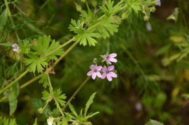 Erodyum cicutarium 'un küçük çiçeğini kapat. Erodyum cicutarium kırmızısı filaree, kırmızı saplı leylek gagası