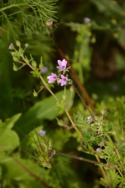 Erodyum cicutarium 'un küçük çiçeğini kapat. Erodyum cicutarium kırmızısı filaree, kırmızı saplı leylek gagası