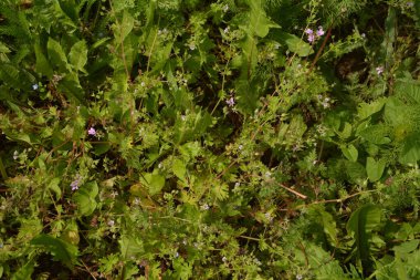 Erodyum cicutarium 'un küçük çiçeğini kapat. Erodyum cicutarium kırmızısı filaree, kırmızı saplı leylek gagası
