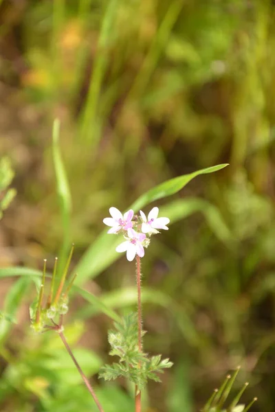 Közel Kis Virág Erodium Cicutarium Erodium Cicutarium Redstem Filaree Vörös — Stock Fotó