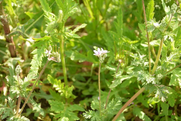 Erodyum Cicutarium Küçük Çiçeğini Kapat Erodyum Cicutarium Kırmızısı Filaree Kırmızı — Stok fotoğraf