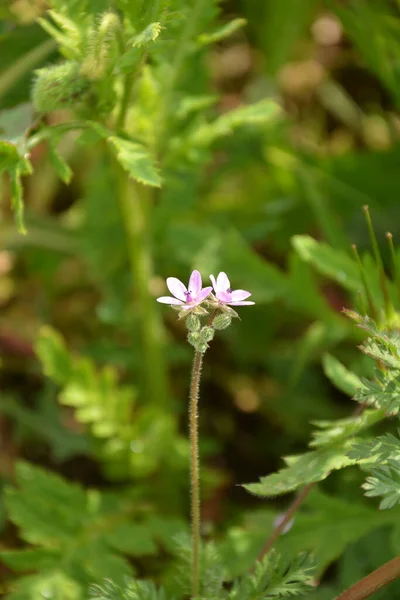 Erodyum Cicutarium Küçük Çiçeğini Kapat Erodyum Cicutarium Kırmızısı Filaree Kırmızı — Stok fotoğraf