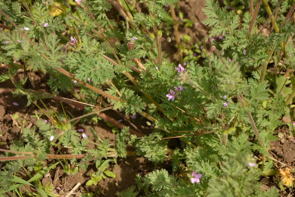 Primer Plano Pequeña Flor Erodium Cicutarium Filaree Erodium Cicutarium Redstem —  Fotos de Stock