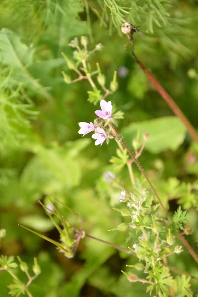 Gros Plan Petite Fleur Erodium Cicutarium Erodium Cicutarium Filarée Tiges — Photo