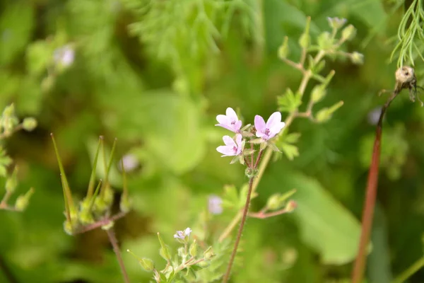 Erodyum Cicutarium Küçük Çiçeğini Kapat Erodyum Cicutarium Kırmızısı Filaree Kırmızı — Stok fotoğraf