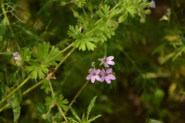 Erodyum Cicutarium Küçük Çiçeğini Kapat Erodyum Cicutarium Kırmızısı Filaree Kırmızı — Stok fotoğraf