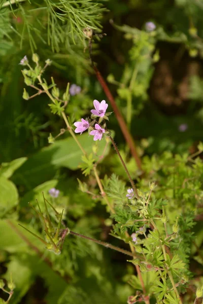 Erodyum cicutarium 'un küçük çiçeğini kapat. Erodyum cicutarium kırmızısı filaree, kırmızı saplı leylek gagası