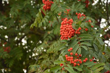 Sonbaharda bir grup kırmızı dalga (Sorbus).
