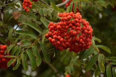 Sonbaharda bir grup kırmızı dalga (Sorbus).