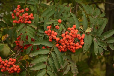 Sonbaharda bir grup kırmızı dalga (Sorbus).