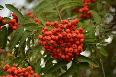 Sonbaharda bir grup kırmızı dalga (Sorbus).