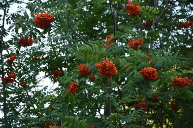Sonbaharda bir grup kırmızı dalga (Sorbus).