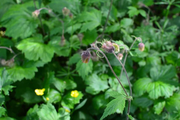 Geum Rivale Las Avenas Agua Una Planta Con Flores Familia —  Fotos de Stock