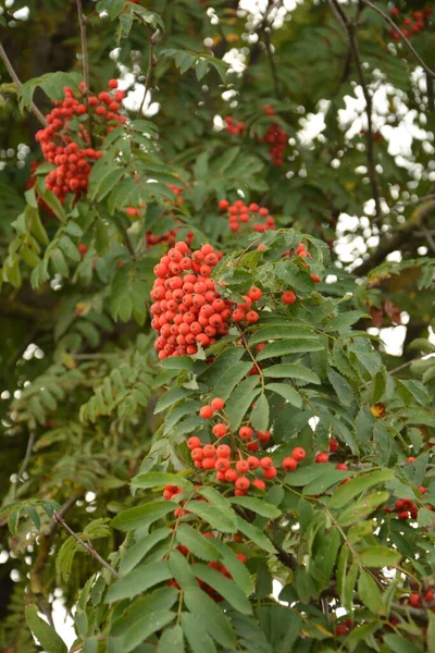 Sonbaharda Bir Grup Kırmızı Dalga Sorbus — Stok fotoğraf