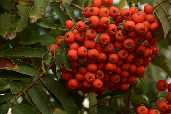 Ősszel Egy Csokor Vörös Hullám Sorbus — Stock Fotó