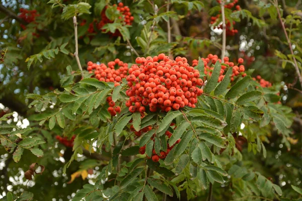 Trsy Červeného Vlnění Sorbus Podzim — Stock fotografie