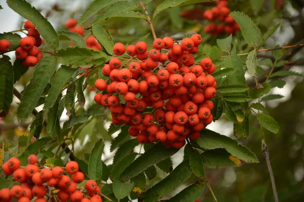 Sonbaharda Bir Grup Kırmızı Dalga Sorbus — Stok fotoğraf