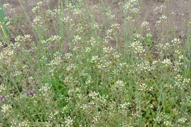Capsella bursa-pastoris Shepherd 'ın çantası olarak da bilinir yeşil bahar bitkisi. tıbbi bitki Capsella.