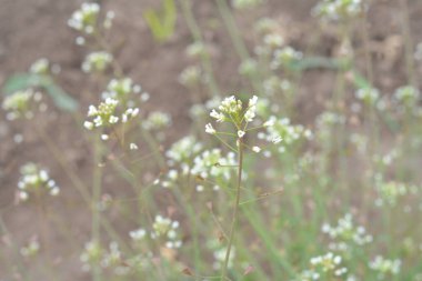 Capsella bursa-pastoris Shepherd 'ın çantası olarak da bilinir yeşil bahar bitkisi. tıbbi bitki Capsella.