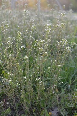 Capsella bursa-pastoris Shepherd 'ın çantası olarak da bilinir yeşil bahar bitkisi. tıbbi bitki Capsella.