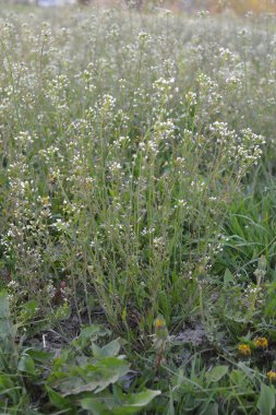 Capsella bursa-pastoris Shepherd 'ın çantası olarak da bilinir yeşil bahar bitkisi. tıbbi bitki Capsella.