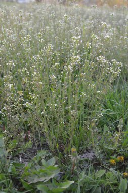 Capsella bursa-pastoris Shepherd 'ın çantası olarak da bilinir yeşil bahar bitkisi. tıbbi bitki Capsella.