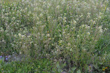 Capsella bursa-pastoris Shepherd 'ın çantası olarak da bilinir yeşil bahar bitkisi. tıbbi bitki Capsella.