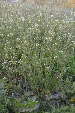 Capsella bursa-pastoris Shepherd 'ın çantası olarak da bilinir yeşil bahar bitkisi. tıbbi bitki Capsella.