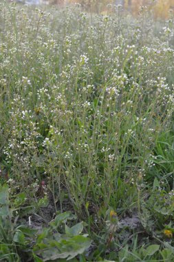Capsella bursa-pastoris Shepherd 'ın çantası olarak da bilinir yeşil bahar bitkisi. tıbbi bitki Capsella.
