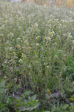 Capsella bursa-pastoris Shepherd 'ın çantası olarak da bilinir yeşil bahar bitkisi. tıbbi bitki Capsella.