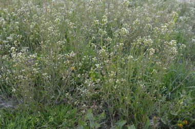 Capsella bursa-pastoris Shepherd 'ın çantası olarak da bilinir yeşil bahar bitkisi. tıbbi bitki Capsella.