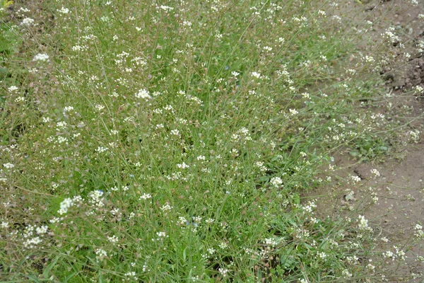 Capsella Bursa Pastoris También Conocida Como Fondo Primavera Verde Planta —  Fotos de Stock