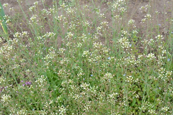 Capsella bursa-pastoris Shepherd 'ın çantası olarak da bilinir yeşil bahar bitkisi. tıbbi bitki Capsella.