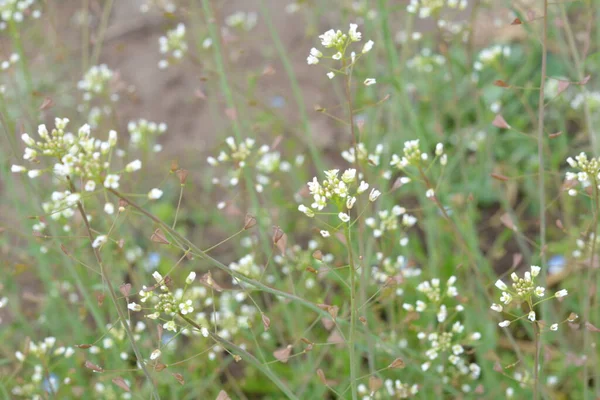 Capsella bursa-pastoris Shepherd 'ın çantası olarak da bilinir yeşil bahar bitkisi. tıbbi bitki Capsella.