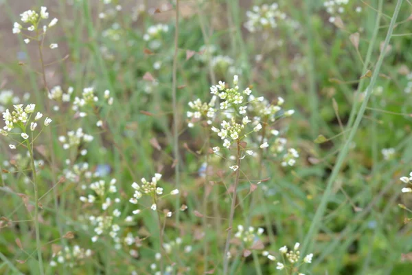 Capsella Bursa Pastoris Известен Пастуший Кошелек Растения Зеленого Весеннего Фона — стоковое фото