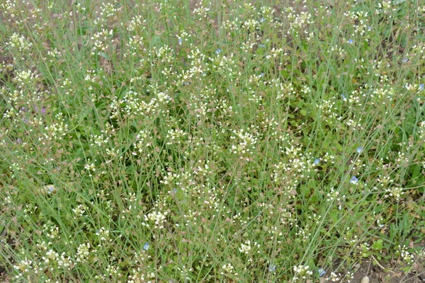 Capsella Bursa Pastoris Ist Auch Als Hirtentaschenpflanze Mit Grünem Frühlingshintergrund — Stockfoto