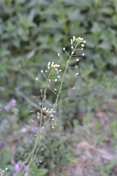 Capsella Bursa Pastoris Επίσης Γνωστή Φυτεία Πορτοφολιού Βοσκού Πράσινο Φόντο — Φωτογραφία Αρχείου