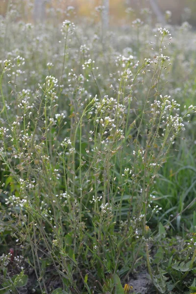 Yarrow (Achillea millefolium) — Steemit