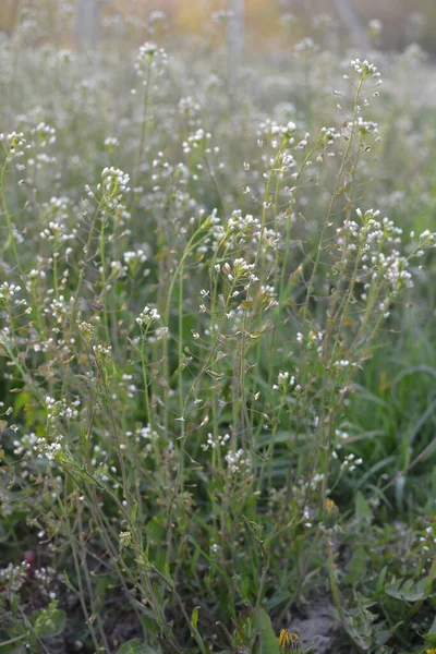 Capsella Bursa Pastoris Також Відомий Сумочка Пастуха Зеленого Весняного Фону — стокове фото