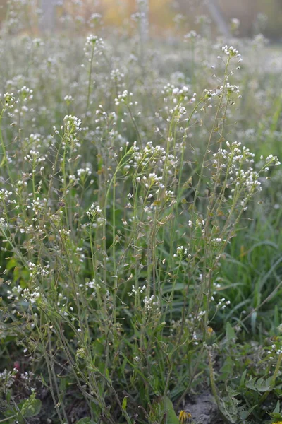 Capsella bursa-pastoris Shepherd 'ın çantası olarak da bilinir yeşil bahar bitkisi. tıbbi bitki Capsella.