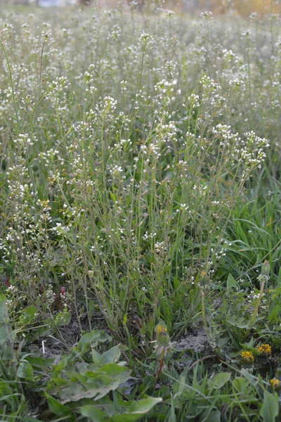 Capsella bursa-pastoris Shepherd 'ın çantası olarak da bilinir yeşil bahar bitkisi. tıbbi bitki Capsella.