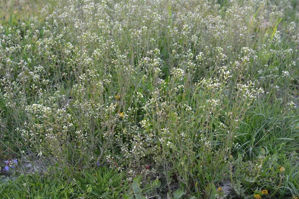 Capsella bursa-pastoris Shepherd 'ın çantası olarak da bilinir yeşil bahar bitkisi. tıbbi bitki Capsella.