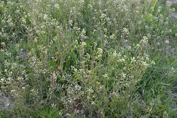 Capsella Bursa Pastoris Shepherd Çantası Olarak Bilinir Yeşil Bahar Bitkisi — Stok fotoğraf