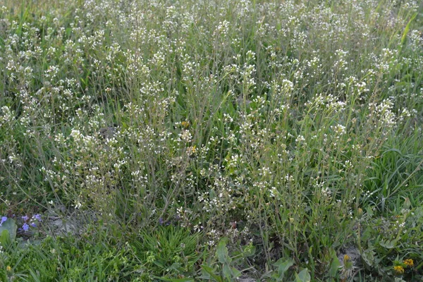 Capsella bursa-pastoris Shepherd 'ın çantası olarak da bilinir yeşil bahar bitkisi. tıbbi bitki Capsella.