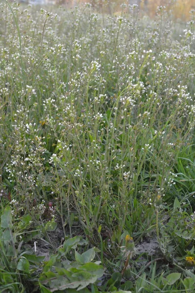 Capsella bursa-pastoris Shepherd 'ın çantası olarak da bilinir yeşil bahar bitkisi. tıbbi bitki Capsella.