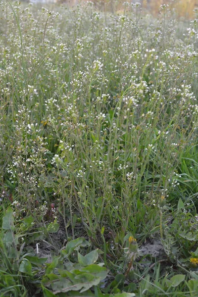 Capsella Bursa Pastorisまた 羊飼いの財布植物緑の春の背景として知られています 薬用植物 Capsella — ストック写真