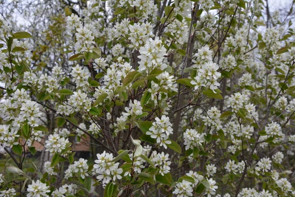 Capsella bursa-pastoris Shepherd 'ın çantası olarak da bilinir yeşil bahar bitkisi. tıbbi bitki Capsella.